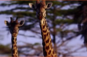 Two giraffes