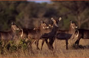 Group of waterbucks