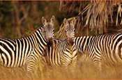 Three Zebras