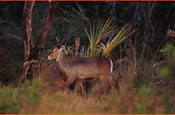 Waterbuck