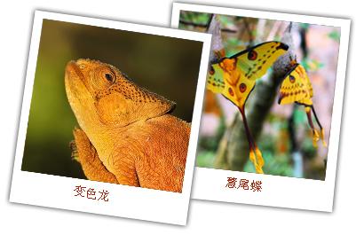 变色龙、黑蝴蝶