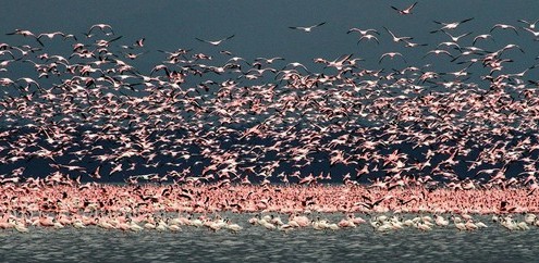 纳库鲁湖火烈鸟